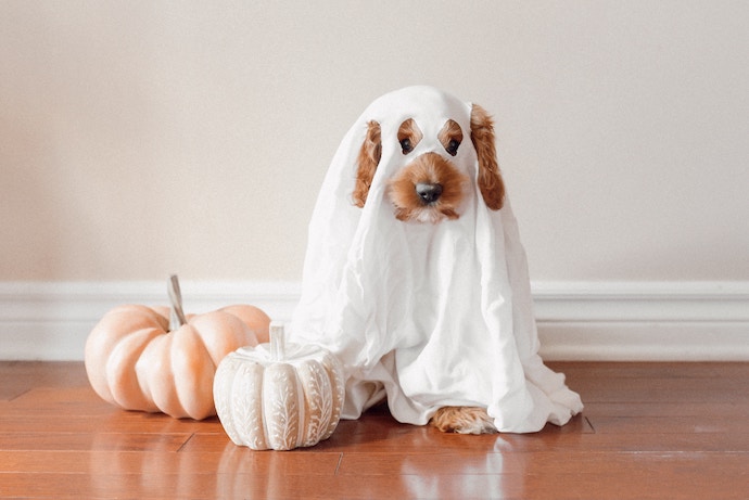 dog in ghost outfit